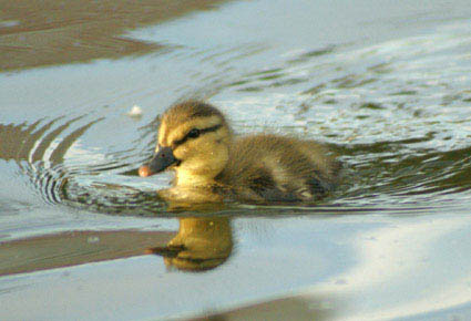 duck Artist Edge Photography