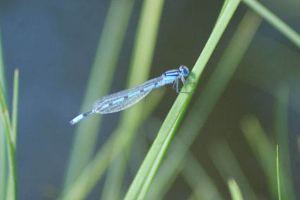 dragonfly Artist Edge Photography