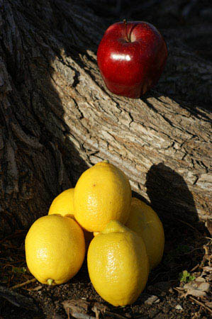 fruit lemon apple Artist Edge Photography